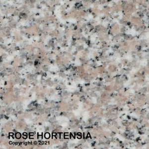 023 rosaHortensie 2